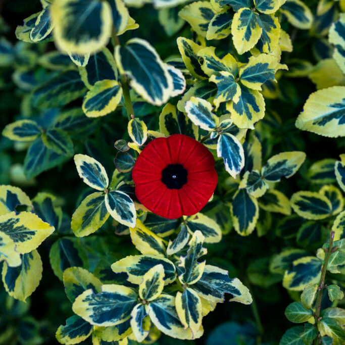 An artificial poppy.