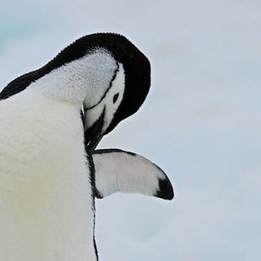 Dal student Jasmeen Brar plans on meeting some penguins. (photo via studentsonice.com)