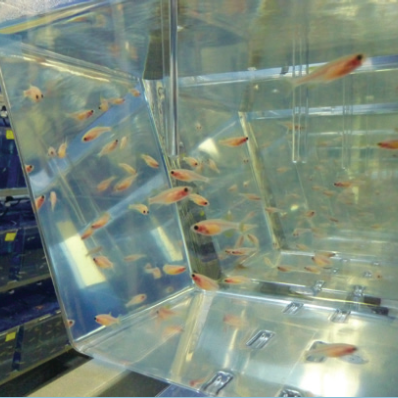 A zebrafish variant called Caspers swim in their tank at the Berman Zebrafish Lab.
• • • Photo by Rebecca Hussmann