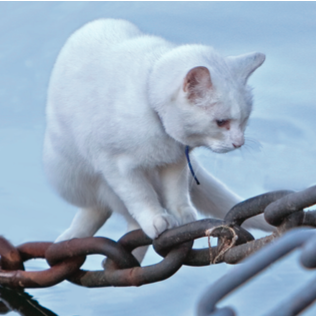 Lifeguard cats look out for anything fishy. • • • Photo from Wikipedia Commons