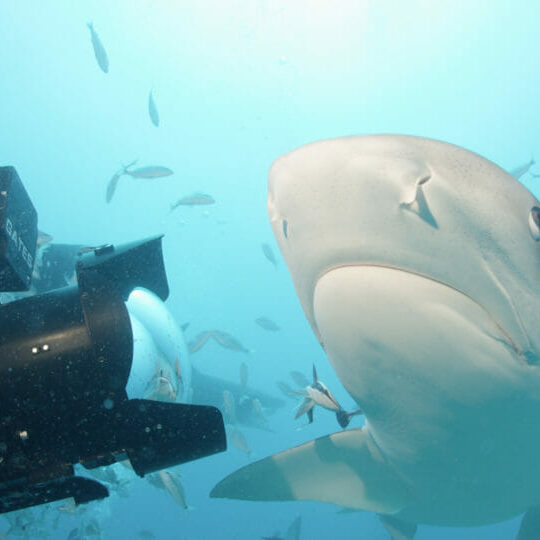 Rob Stewart films a Lemon Shark during production of Sharkwater Extinction. 
