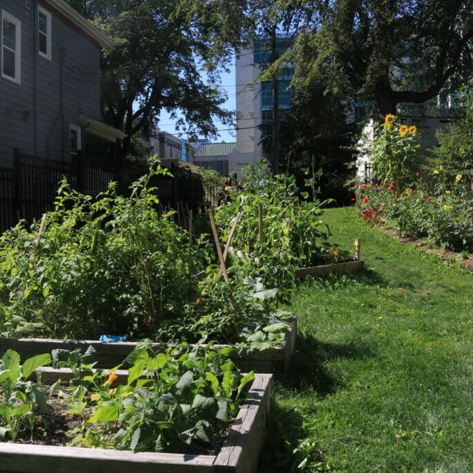 The Dalhousie Urban Garden Society's garden patches are behind the Computer Science Building.