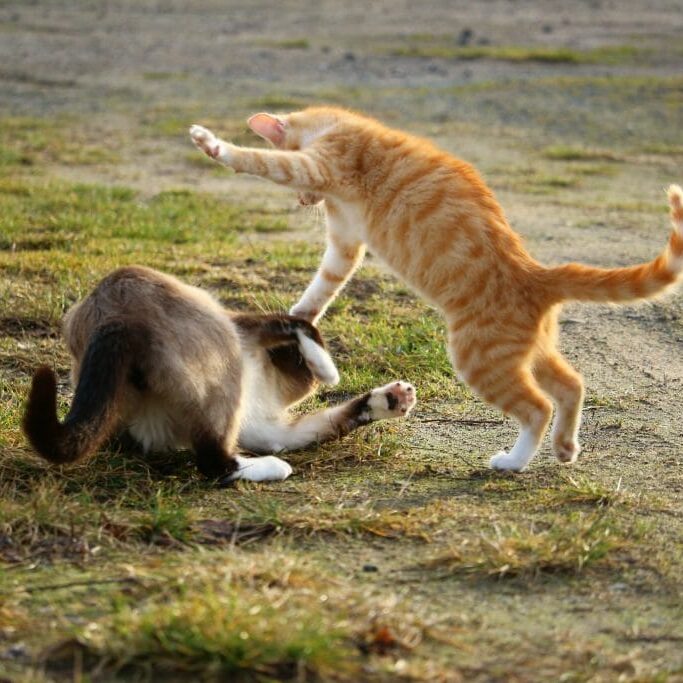 cat-1184781