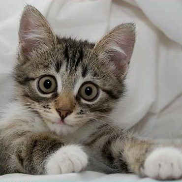 kitty1