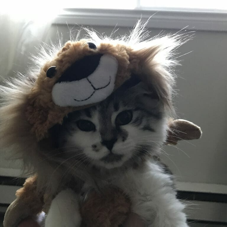 pet costumes_Kaila Jefferd-Moore A photo of Charliecat.