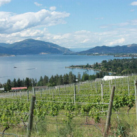 The Okanagan Valley is a ripe spot for Riesling. (Jessica Emin photo) The Okanagan Valley is a ripe spot for Riesling. (Jessica Emin photo)