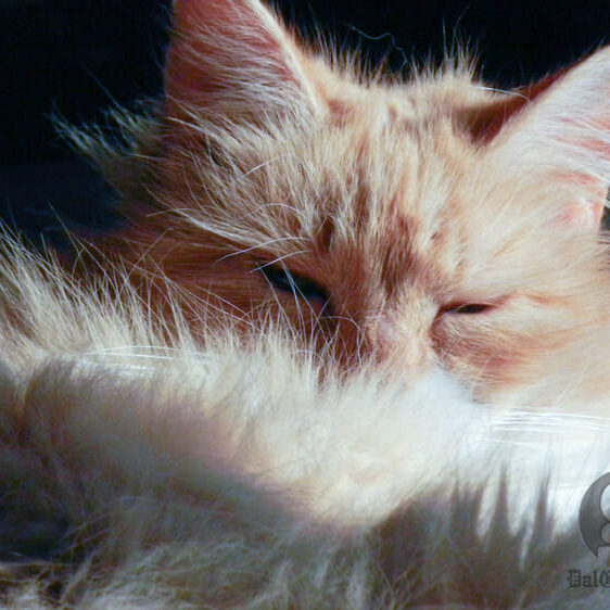 Feral cats live for a maximum of two years. (Jon Bolduc photo)