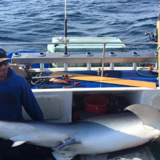 Captain Gaetan helps Dal students tag the blue shark they reeled in.